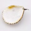 Real Shell Pendant with Sterling Silver Setting