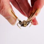 Victorian Gold Filled Dragonfly Brooch Clip